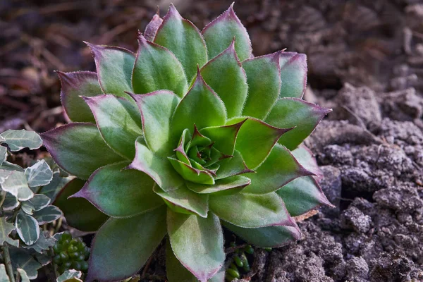 常见的厚塞 多年生植物 半叶维 Vum 在自然界中 关闭中草药的健康植物 — 图库照片