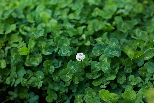 Beyaz Yonca Hollanda Yoncası Sürünen Aşk Trifolium Pişmanlığı Mezarlıkta Büyüyor — Stok fotoğraf