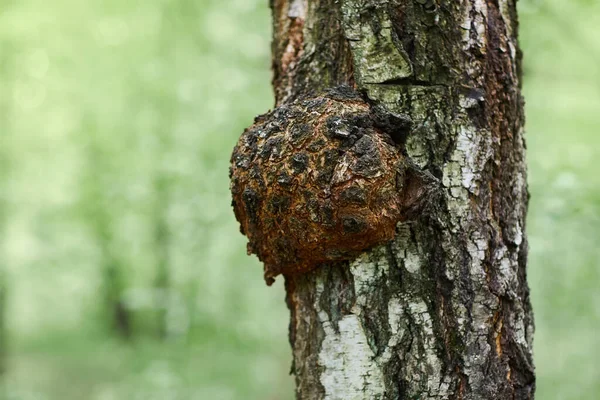 Ein Großer Wurzelknoten Stamm Einer Birke Betula Pendel — Stockfoto