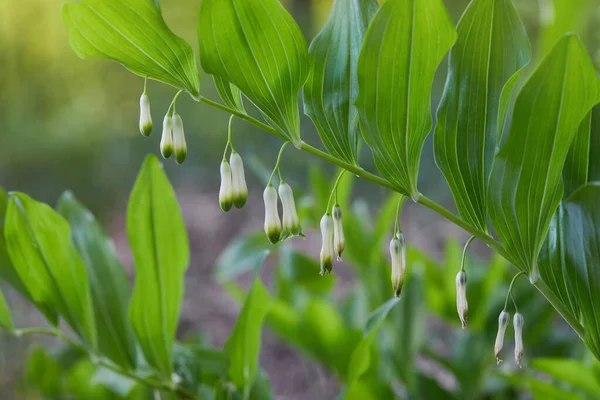 Gałąź Kwitnącej Pieczęci Salomona Polygonatum Polygonatum Odoratum Znany Również Jako — Zdjęcie stockowe