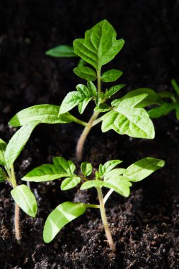 Güneş ışınlarında büyüyen serada filizlenmek için tepside domates tohumları.