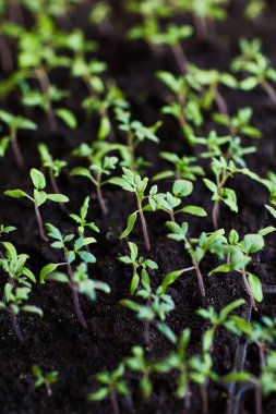 Güneş ışınlarında büyüyen serada filizlenmek için tepside domates tohumları.