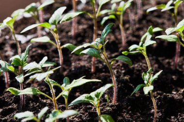 Güneş ışınlarında büyüyen serada filizlenmek için tepside domates tohumları.