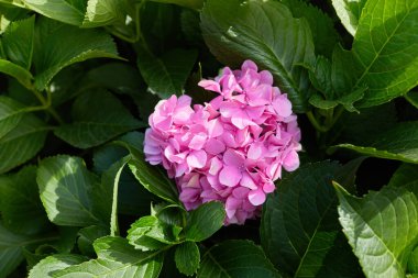 Bahçede açan pembe ortanca çiçeği (Hydrangea makrophylla). Güzel hortensiya çiçeği çalısı