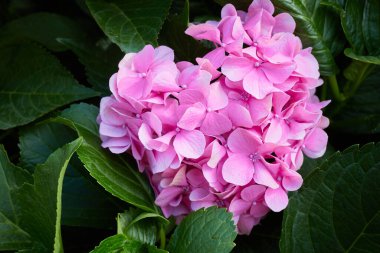 Bahçede açan pembe ortanca çiçeği (Hydrangea makrophylla). Güzel hortensiya çiçeği çalısı