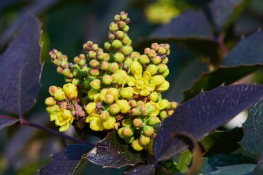 Çiçekli Mahonia aquifolium. Oregon-üzümlü sarı çiçek, Berberidaceae ilkbaharında yemyeşil