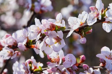 Çiçek açan bir kayısı ağacının dalı. Kayısı ağacı çiçeği, mevsimlik çiçek arka planı