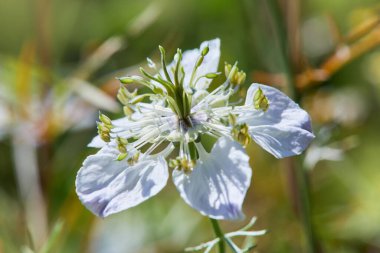 Nigella Damascena çiçekli küçük yeşil çalılıklarda mavi çiçeklerin farklı tonlarıyla. Sis içindeki aşk, İran mücevheri çiçeği.