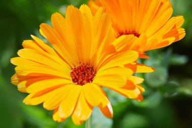 Calendula 'nın parlak çiçekleri (Calendula officinalis), sinsi bir günde bahçede yetişir..
