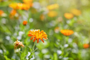 Calendula 'nın parlak çiçekleri (Calendula officinalis), sinsi bir günde bahçede yetişir..