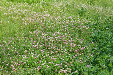 Beyaz yonca, nam-ı diğer Trifolium yaz çayırında çimenlerde tövbe eder. Açık havada açan yonca çiçeği gibi. Nektar kaynağı çiçekli bitki