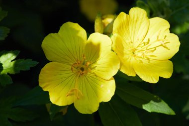 Bahçedeki Common Evening Primrose (Oenothera biennis). Oenothera - Çuha çiçeği. Sıradan bir akşam çuha çiçeği