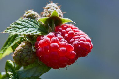 Meyve bahçesinde yetişen olgun kırmızı ahududu dalı