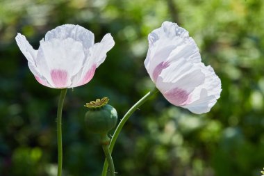 Yabani arazide seçici bir odak noktası olan haşhaş çiçeği. Doğal ilaçlar. Yalnız gelincik. Yumuşak odak bulanıklığı