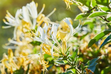 Çiçek açan beyaz-sarı hanımeli (Woodbine). Lonicera japonica Thunb veya Japon hanımeli bahçede sarı ve beyaz çiçek