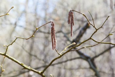 İlkbaharın başlarında Hazel 'in (Corylus avellana) erkek çiçekleri taşıyan polenler