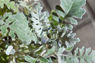 Senecio Cineraria, Dusty Miller, Cineraria Maritima, Gümüş Toz (Compositae)