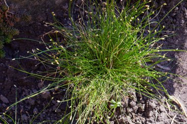 Isolepis cernua, Scirpus cernuus. Fiber Optik Çimen, Canlı Kablo, Isolepis Cernua bahçede büyüyor.