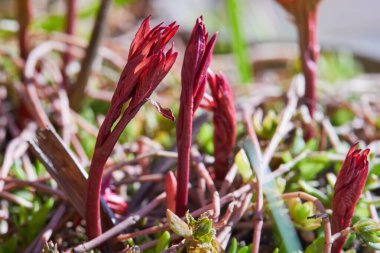 Bahçede şakayık filizleri. Makro. Erken bahar şakayık filizleri. Şakayık yetiştirmek. Yaprakları olan genç bir filiz. Şakayık tohumları