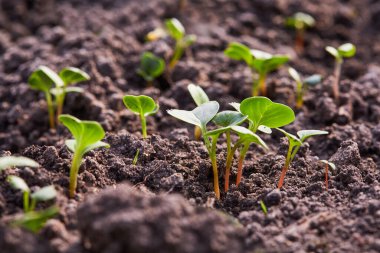 Sera toprağında yetişen taze turplar.