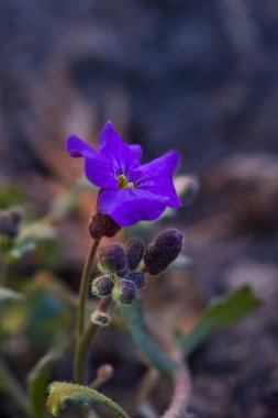 Açık havada açan mor rockcress çiçekleri. Sahte kaya teresi (aubrieta deltoida) mavi / menekşe