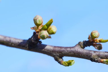 Erik ağacı tomurcuklarını kapatın. Bahar beyaz çiçekleri. Beyaz çiçekli erik ağacı dalı