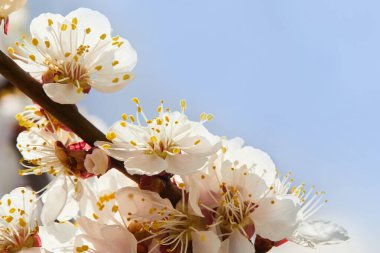 Çiçek açan bir kayısı ağacının dalı. Kayısı ağacı çiçeği, mevsimlik çiçek arka planı