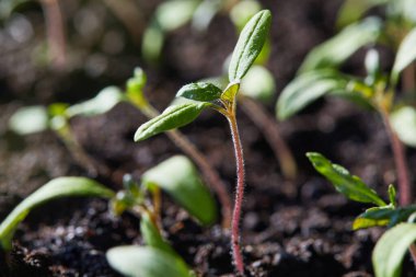 Güneş ışınlarında büyüyen serada filizlenmek için tepside domates tohumları.