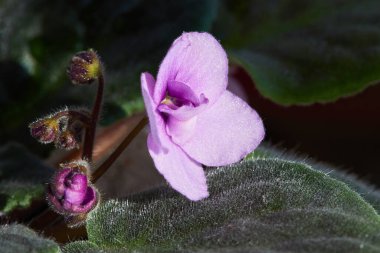 Çiçekli Violet Saintpaulias, yaygın olarak Afrika menekşesi olarak bilinir. Saksı bitkisi, makro.