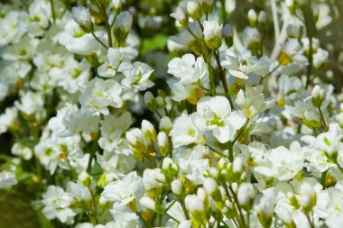 Arap Kafkasya çiçekleri. Bahçedeki beyaz Arap kafkasya çiçekleri, yaklaşın.