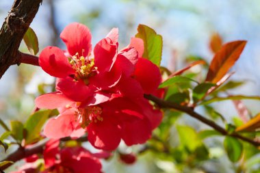 Chaenomeles. Japon ayva. Güneşli bir günde, açık havada açan bahar pembe çiçekleri. Kapatın..