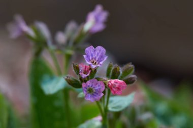Pulmonaria officinalis. Pulmonaria Officinalis açık havada çiçek açıyor. Pulmonaria Mollis 'in çiçekleri güneşli bahar gününde