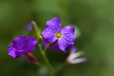 Aubrietia 'nın çiçek tarlası. Yağmurdan sonra açık havada büyüyen Aubrieta çiçekleri. Bahçede çiçek halısı