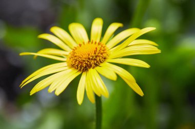 Doronicum orientale (Leopar 's Bane). İlkbahar bahçesinde daimi çiçek açan mevsim. Doğanın güzelliği.