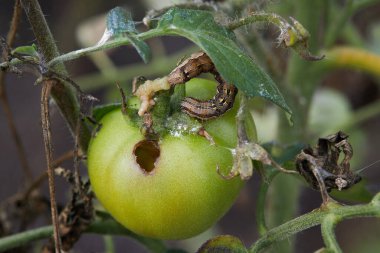 Helicoverpa armigera (Lepidoptera: Noctuidae) caterpillar on a green tomato plant. It is also called the cotton bollworm, corn earworm, or bollworm. The tomato is also ill with Phytophthora Infestans clipart