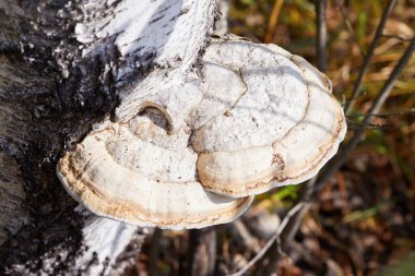 Fomes fomentarius, ormandaki bir huş ağacında yetişiyor.