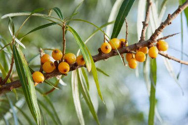 Turuncu deniz dikenli çilek dalı.