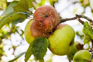Çürük elma. Apple Monilia fructigena tarafından enfekte edilen meyveler