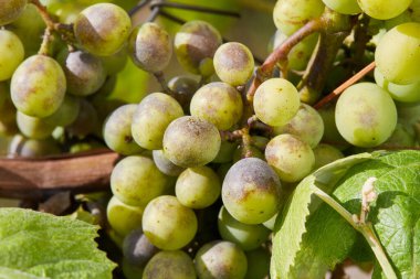 Toz küf ya da oidiumdan etkilenmiş üzüm demetleri. Mantar hastalığından etkilenen çürük üzümler. 