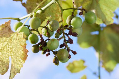 Üzüm hastalığı Peronospora (Plasmopara viticola) ayrıca üzüm küfü olarak da bilinir. Üzüm bitkisinin etkilenmiş meyveleri.