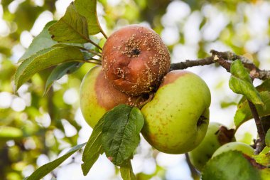 Çürük elma. Apple Monilia fructigena tarafından enfekte edilen meyveler