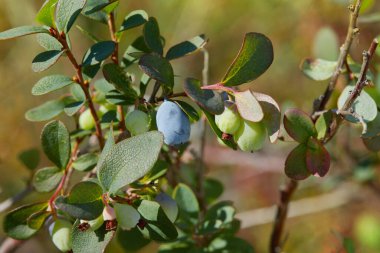Olgunlaşan mavi Bog bilberry, Bataklık Ormanında Aşı Uliginosum