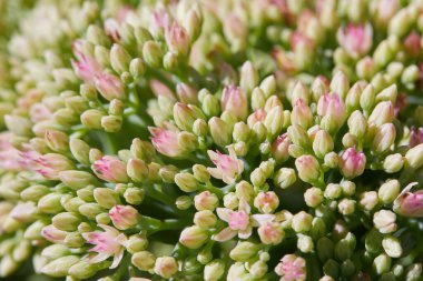Showy Stonecrop (Hylotelephium Spectabile) çiçek açmaya, tomurcukları kapatmaya hazırdır. Bu bitki Stonecrop ailesine ait, Crassulaceae..