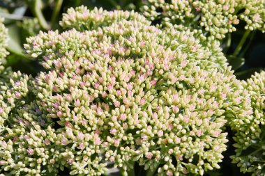 Showy Stonecrop (Hylotelephium Spectabile) çiçek açmaya, tomurcukları kapatmaya hazırdır. Bu bitki Stonecrop ailesine ait, Crassulaceae..