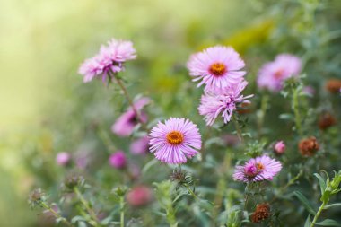 Alp Aster (Aster alpinus). Mor çiçekli dekoratif bahçe bitkisi. Kaya bahçesi için çok güzel bir bitki..