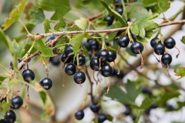 Jostaberry. Bektaşi üzümü ve frenk üzümü karışımı. Olgun böğürtlen ve yapraklarla dolu güzel bir dal.