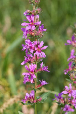 Mor Loosestrife (Lythrum Salicaria), çayırlıkta yetişen Lythraceae familyasından bir bitki türü..