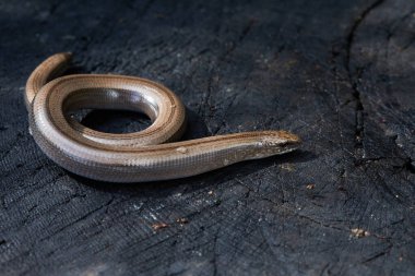 Yavaş solucana yakın çekim, aynı zamanda kör solucan olarak da bilinir, (Anguis fragilis) ağaç kütüğünde bacaksız bir kertenkele. 