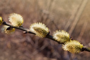 Closeup of a flowering twig of willow. Willow Branch with Catkins. Pussy Willow