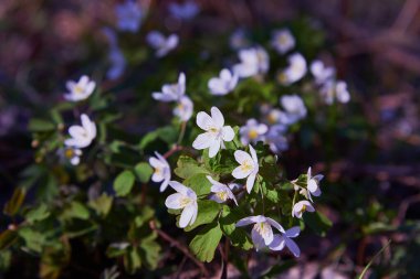 Güneşli bir günde ormanda beyaz şakayık çiçekleri. Yaban şakayığı, yel çiçekleri, yosun.